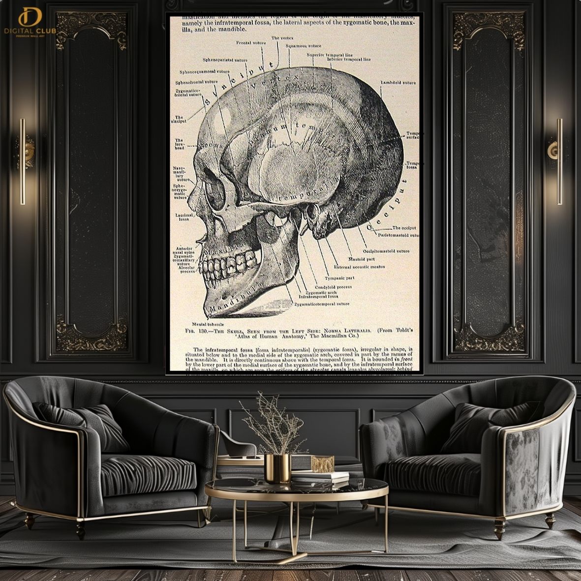 Skull Anatomy - Office - Premium Wall Art