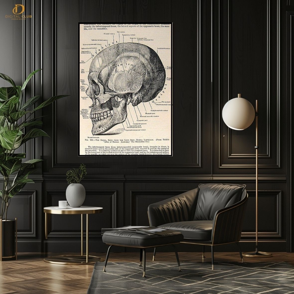 Skull Anatomy - Office - Premium Wall Art
