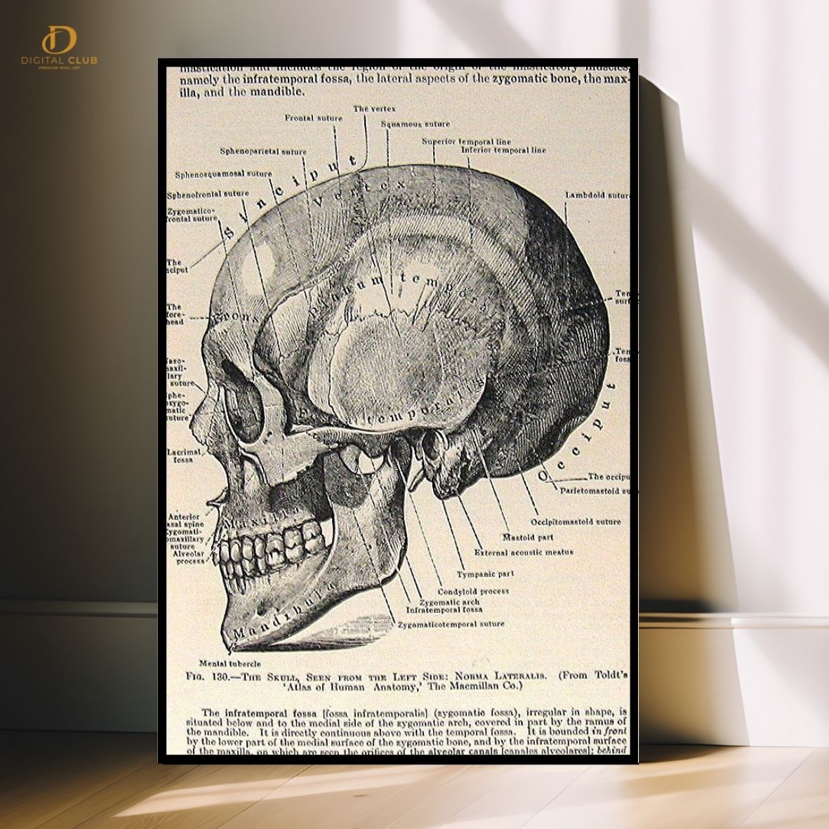 Skull Anatomy - Office - Premium Wall Art