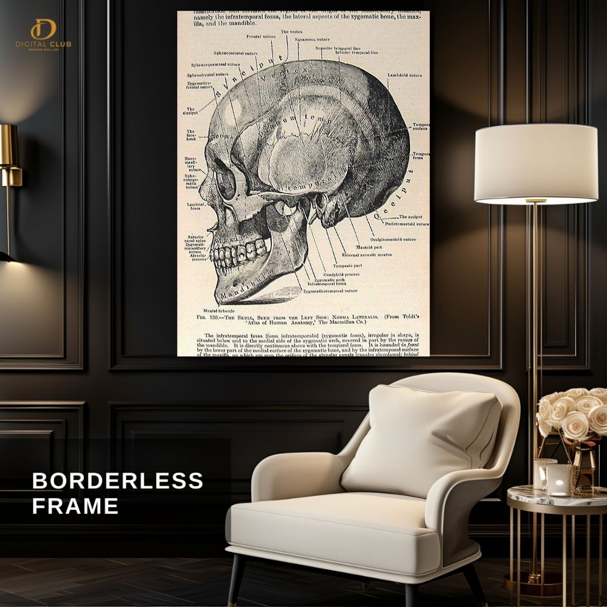 Skull Anatomy - Office - Premium Wall Art