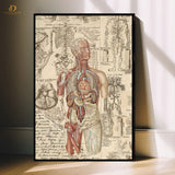 Human Anatomy - Doctor - Premium Wall Art